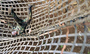 falling into a net at annapolis's obstacle course