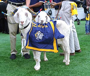 海軍兵学校のマスコット・ヤギのビル