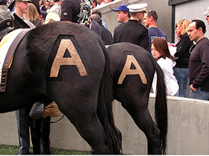 陸軍士官学校マスコットのラバのお尻