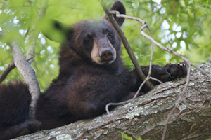 樹上のクマ
