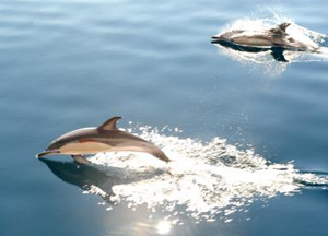 船に伴走するイルカ