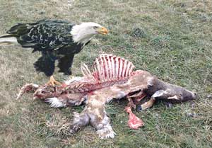 鹿を食べる白頭ワシ