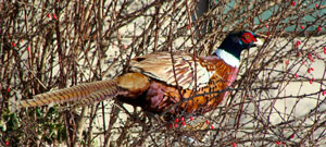 ひなたぼっこする雉