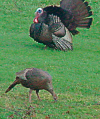 七面鳥の夫婦（推定）