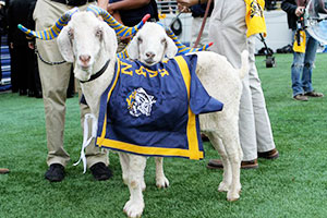 マスコットのヤギを管理する士官候補生